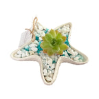 Petite Shell Garden Star - Made From the Heart Co