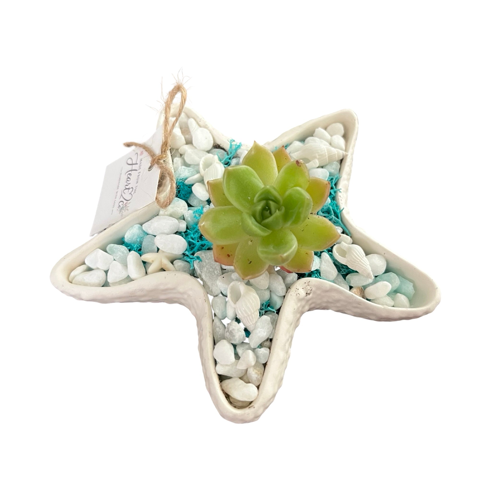 Petite Shell Garden Star - Made From the Heart Co