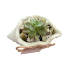 Petite Shell Garden Green - Made From the Heart Co
