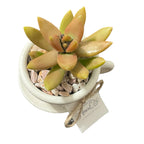Natural Tea Cup Petite Garden - Made From the Heart Co