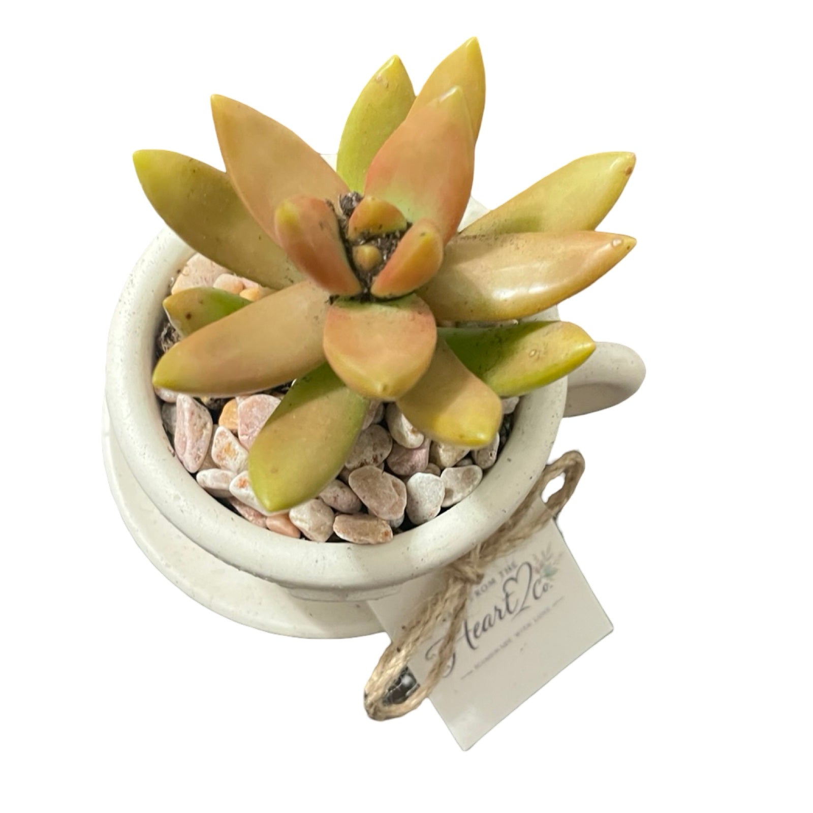 Natural Tea Cup Petite Garden - Made From the Heart Co