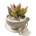 Natural Tea Cup Petite Garden - Made From the Heart Co