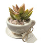 Natural Tea Cup Petite Garden - Made From the Heart Co